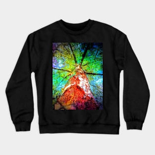 Birch Tree Looking Up Crewneck Sweatshirt